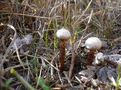 Gewimperter Stielbovist, Foto 2
