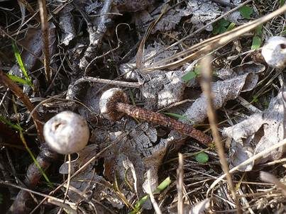 Gewimperter Stielbovist, Foto 3