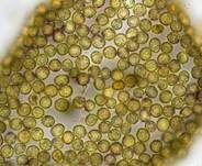 Gewimperter Stielbovist, Foto 15