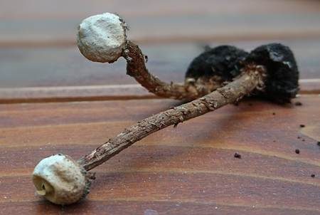 Gewimperter Stielbovist, Foto 4