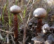 Gewimperter Stielbovist, Foto 5
