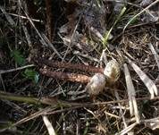 Gewimperter Stielbovist, Foto 6