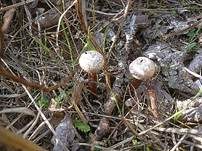 Gewimperter Stielbovist, Foto 7