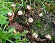 Gewimperter Stielbovist, Foto 8