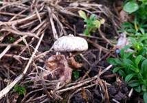 Gewimperter Stielbovist, Foto 9