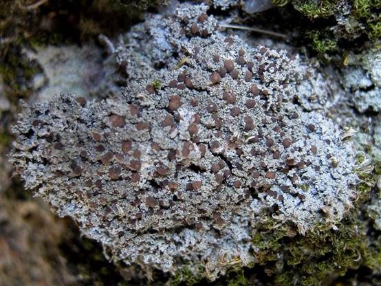 Gewöhnliche Bilimbia, Foto 2