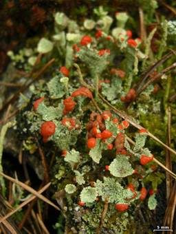 Becherumsäumte Säulenflechte, Foto 3