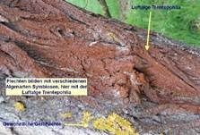 Gewöhnliche Gelbflechte, Foto 13