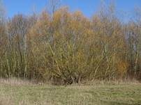 Gewöhnliche Gelbflechte, Foto 22
