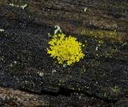 Gewöhnliche Gelbflechte, Foto 30