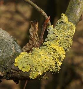 Gewöhnliche Gelbflechte, Foto 5