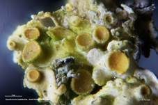 Gewöhnliche Gelbflechte, Foto 33