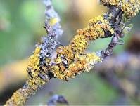 Gewöhnliche Gelbflechte, Foto 36