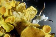 Gewöhnliche Gelbflechte, Foto 37
