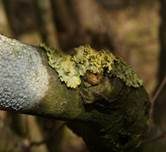 Gewöhnliche Gelbflechte, Foto 6
