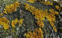 Gewöhnliche Gelbflechte, Foto 7