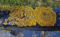 Gewöhnliche Gelbflechte, Foto 9