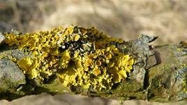 Gewöhnliche Gelbflechte, Foto 11