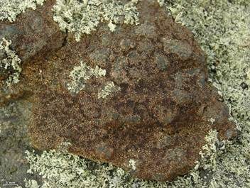 Gewöhnliche Kleinsporflechte, Foto 2