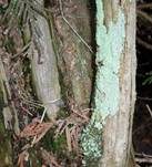 Gewöhnliche Lepraflechte, Foto 11