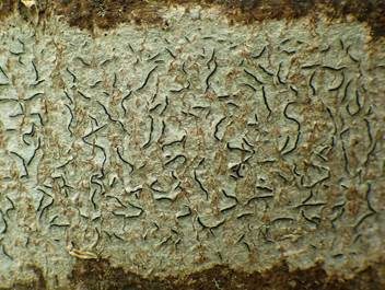 Gewöhnliche Schriftflechte, Foto 2