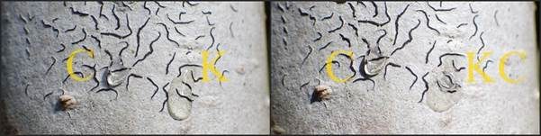 Gewöhnliche Schriftflechte, Foto 10