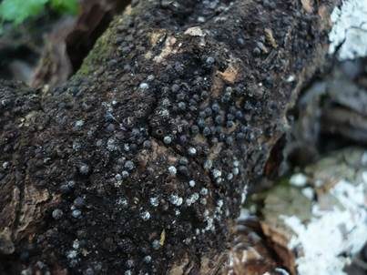Gewöhnliche Schwarzbrust, Foto 2