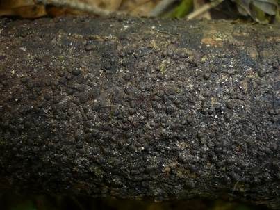 Gewöhnliche Schwarzbrust, Foto 3