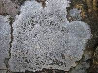 Gewöhnliche Schwarznapfflechte, Foto 7
