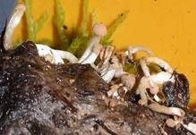 Gewöll-Hornpilz, Foto 5