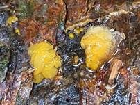 Gewundene Gallertträne, Foto 13