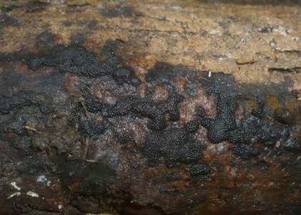 Gewundene Kohlenbeere, Foto 2