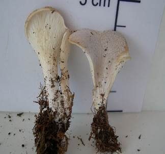 Behaarter Muscheling, Foto 6