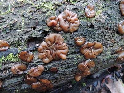 Gewundener Becherling, Foto 2