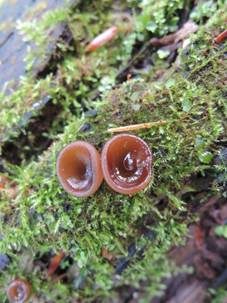 Gewundener Becherling, Foto 4