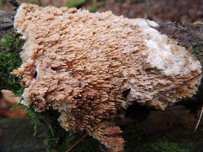 Gezähnter Reibeisenpilz, Foto 2