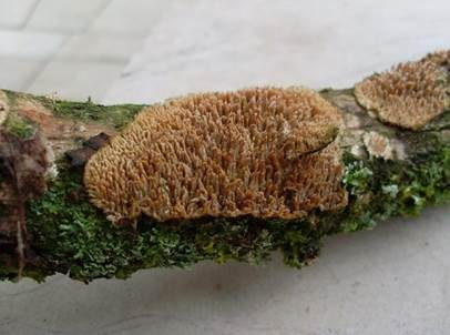 Gezähnter Reibeisenpilz, Foto 3