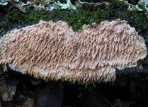 Gezähnter Reibeisenpilz, Foto 13