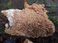Gezähnter Reibeisenpilz, Foto 6