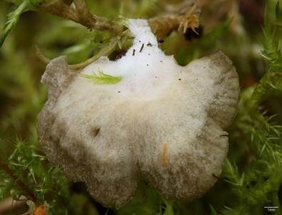 Gezonter Adernmoosling, Foto 3