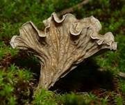 Gezonter Adernmoosling, Foto 18
