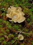 Gezonter Adernmoosling, Foto 19