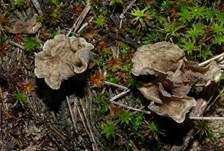 Gezonter Adernmoosling, Foto 22