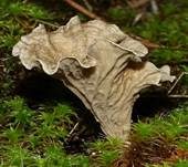 Gezonter Adernmoosling, Foto 24