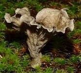 Gezonter Adernmoosling, Foto 25