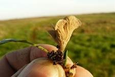 Gezonter Adernmoosling, Foto 27
