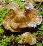Gezonter Adernmoosling, Foto 35