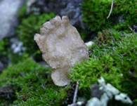 Gezonter Adernmoosling, Foto 7