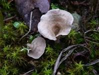 Gezonter Adernmoosling, Foto 8