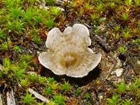 Gezonter Adernmoosling, Foto 11